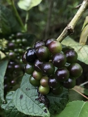 Cissus obliqua