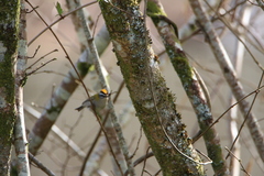 Regulus ignicapilla