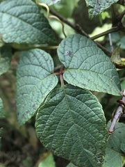 Cissus obliqua