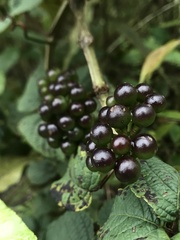 Cissus obliqua