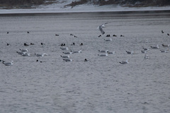 Larus argentatus
