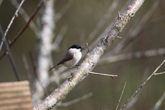 Poecile palustris