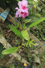 Cattleya warscewiczii