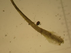 Pleuridium subulatum