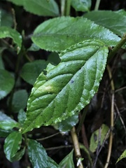 Monnina tenuifolia