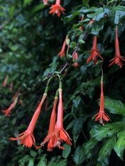 Fuchsia venusta