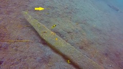 Pentapodus paradiseus