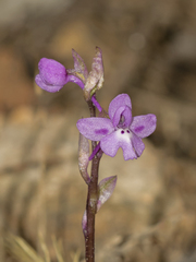 Orchis quadripunctata