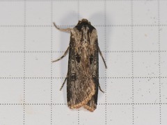 Agrotis malefida