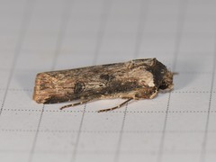 Agrotis malefida