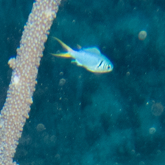 Chromis xanthura