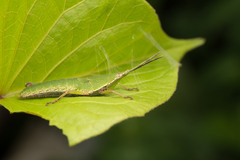 Atractomorpha