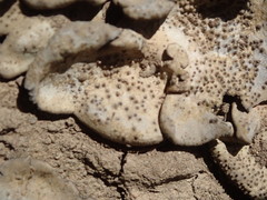 Dermatocarpon muhlenbergii