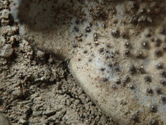 Dermatocarpon muhlenbergii