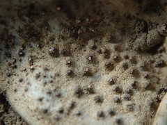 Dermatocarpon muhlenbergii