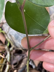 (c) Yj, some rights reserved (CC BY) Lysidice rhodostegia, photograph (c) Yj, some rights reserved (CC BY)