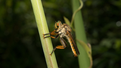 Cophinopoda chinensis