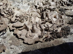 Dermatocarpon muhlenbergii