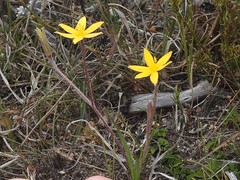 Hypoxis floccosa