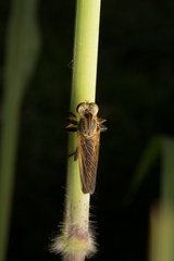 Cophinopoda chinensis