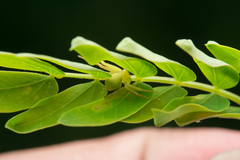 Thomisidae