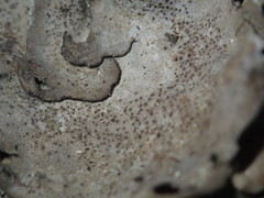 Dermatocarpon muhlenbergii