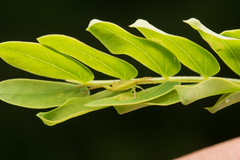 Thomisidae