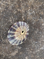 Fissurella maxima