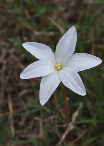 Image of Zephyranthes traubii by (c) Terry Woodward, some rights reserved (CC BY)