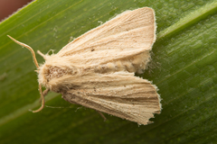 Lepidoptera