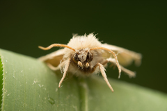 Lepidoptera