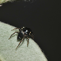 Salticidae