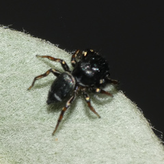 Salticidae