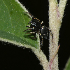 Salticidae