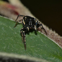 Salticidae