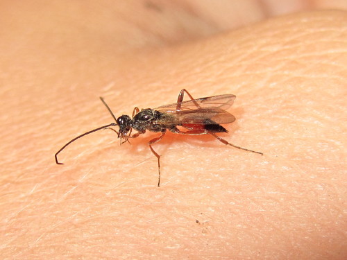 Proctotrupes gravidator