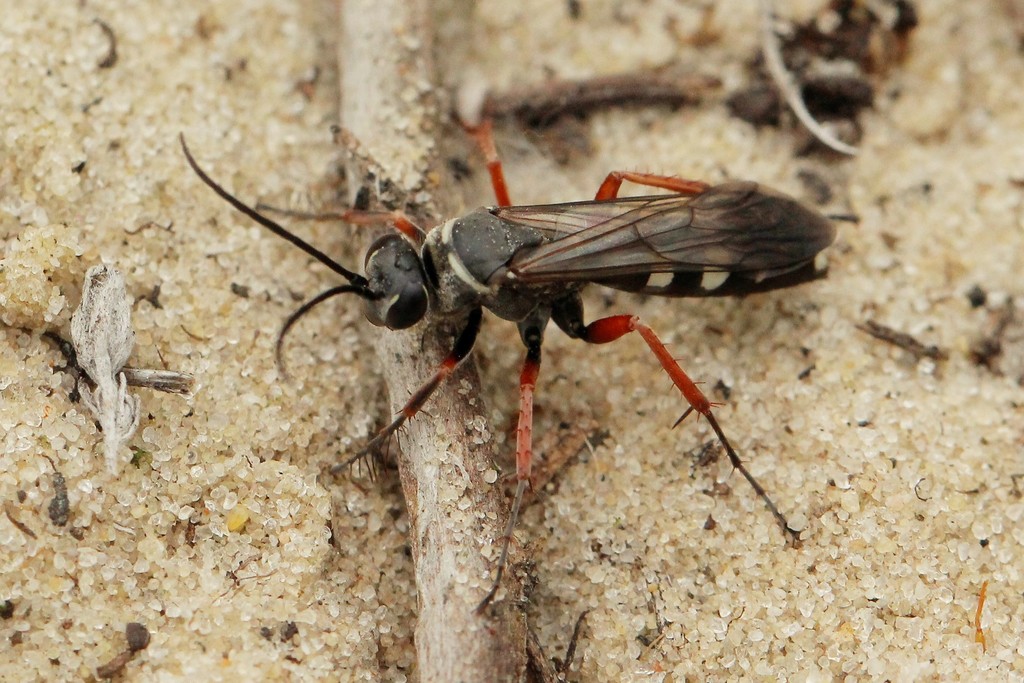 Red-legged Spider Wasp, photo 1 of 10