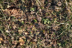 Glechoma hederacea