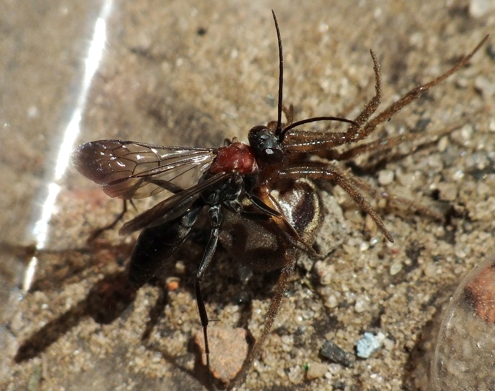 Agenioideus ciliatus