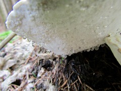 Calcipostia guttulata