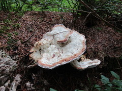 Calcipostia guttulata