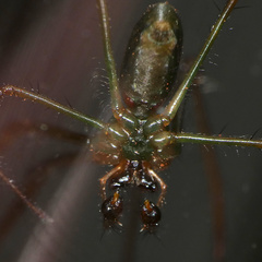Tetragnathidae