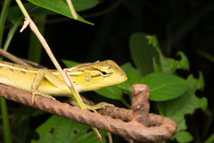 Calotes versicolor