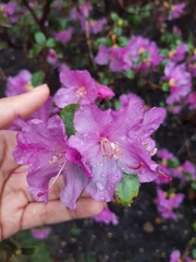 Rhododendron