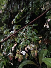 Begonia fuchsioides