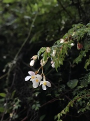 Begonia fuchsioides