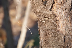 Toxicodendron radicans