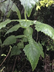Calceolaria perfoliata