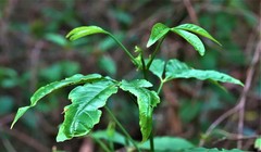 Melicope pteleifolia
