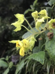 Calceolaria perfoliata